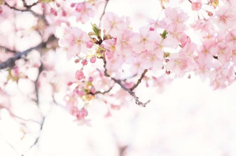 2021春到茅山赏花季盛大开幕！喂！快来赏花啦！