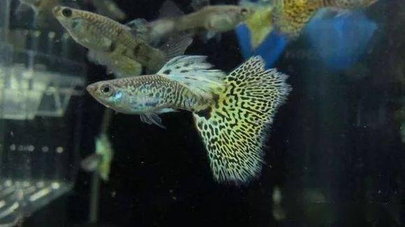 7,蛇紋孔雀魚6,冠尾孔雀魚5,劍尾孔雀魚4,草尾孔雀魚3,白金孔雀魚2