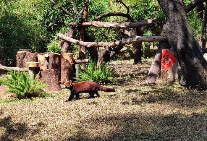 哺乳類,爬蟲類,鳥類和魚類等動物園內有選自全國和世界各地的圖片by