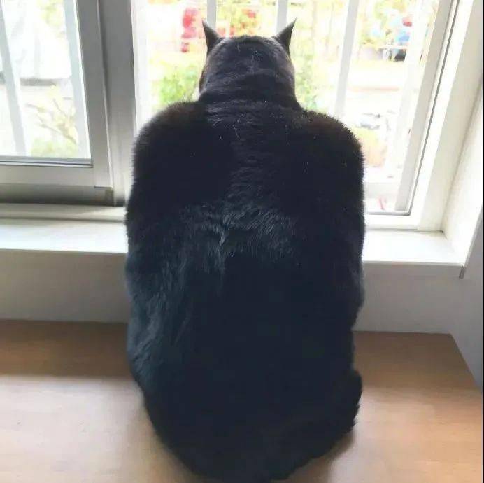猫在窗边看风景 总感觉蝙蝠上身了 披风