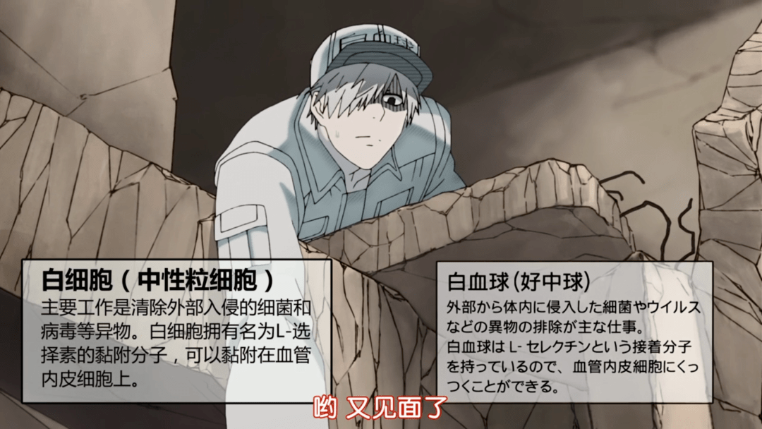 登上央视人民日报的工作细胞出了一款新游戏