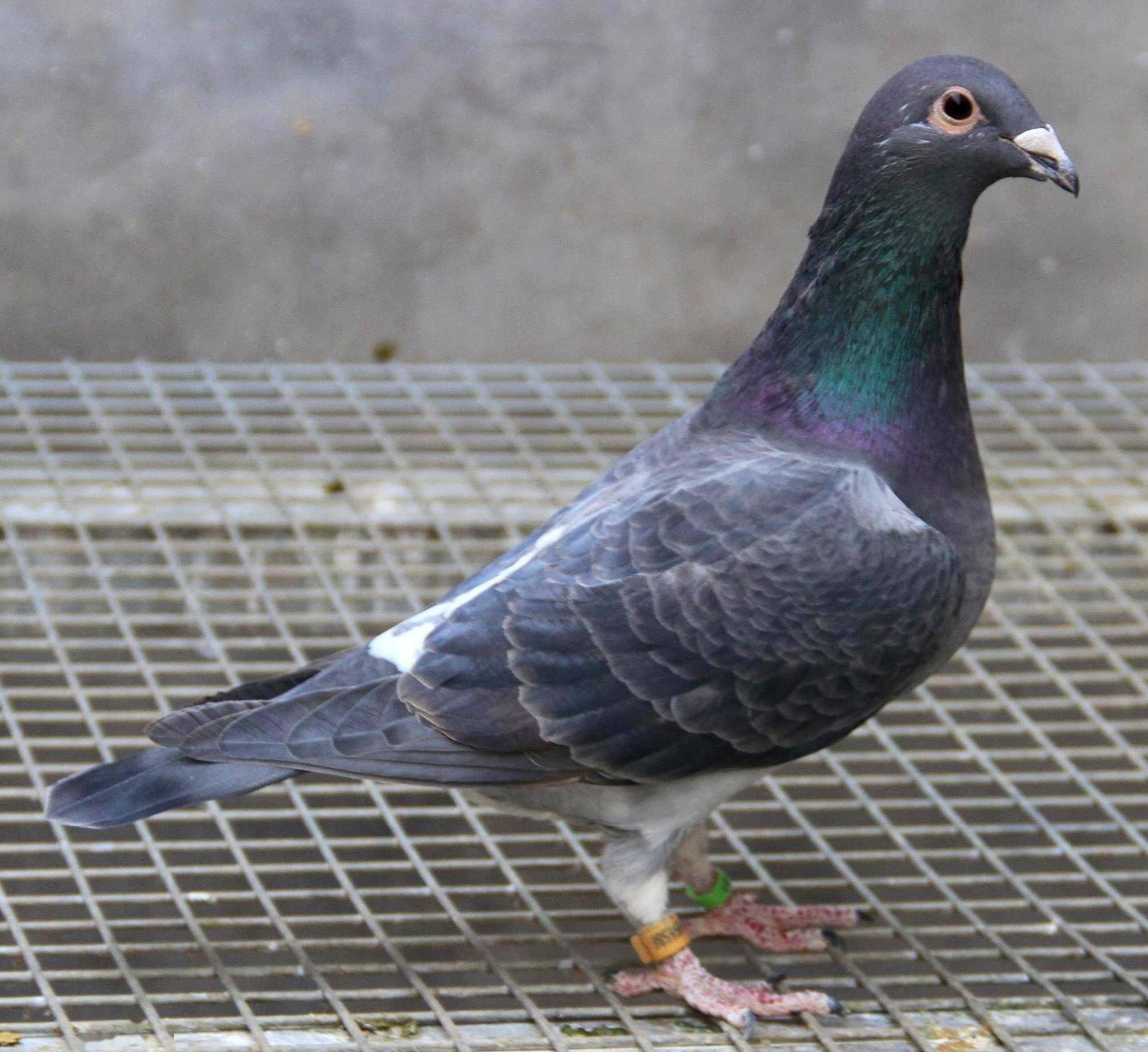 种鸽配对的禁忌做法