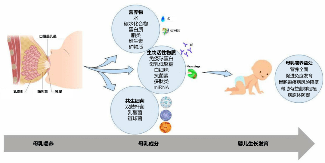 它由适量的营养物质和生物活性物质组成,为生长发育中的婴儿提供全面