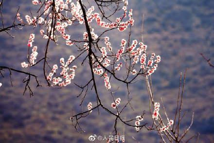 世外桃源！西藏林芝桃花能有多美