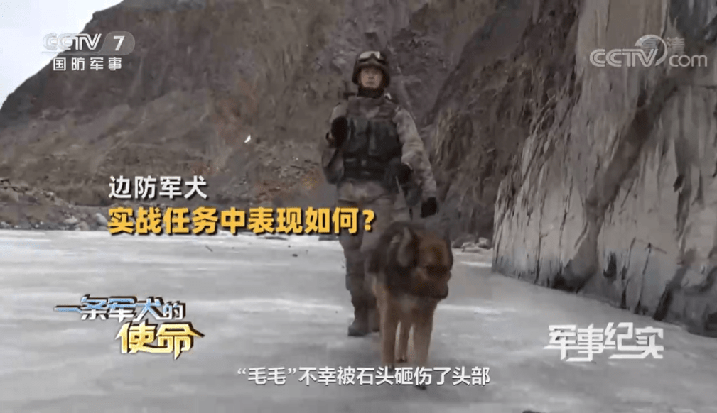 加勒万河谷中解放军英勇的军犬叫毛毛冲突中被石头砸伤 截图