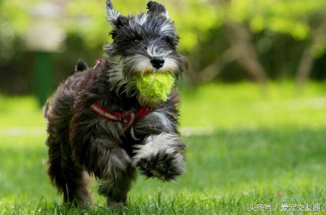 梗类犬中唯一不含英国血统欢快迷人的老头狗 酒精