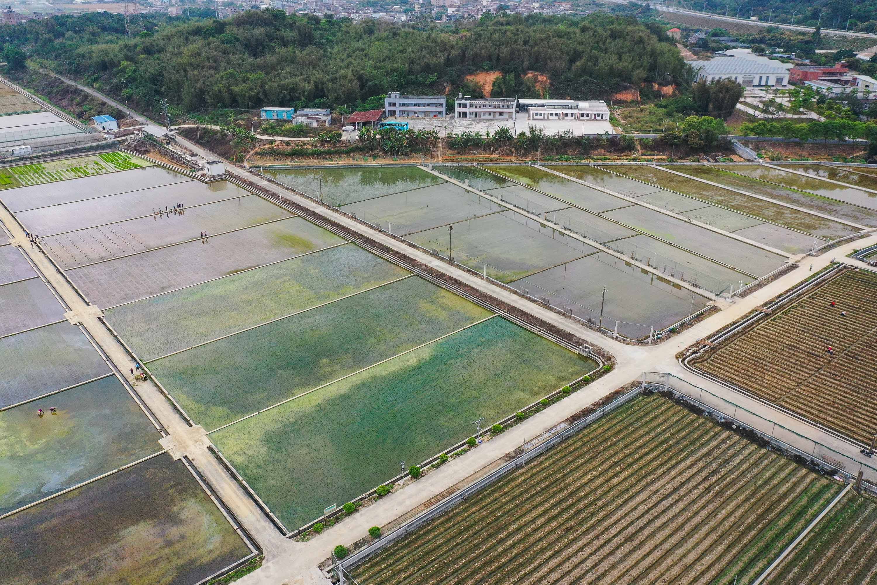 广州|天壤之接：嫦娥五号太空稻秧苗“安家”田间