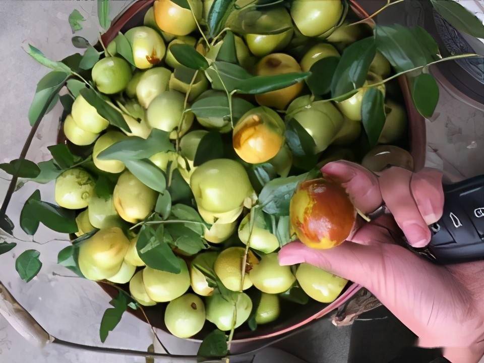 冬暖型钢骨大棚红丹脆枣关键生产技术