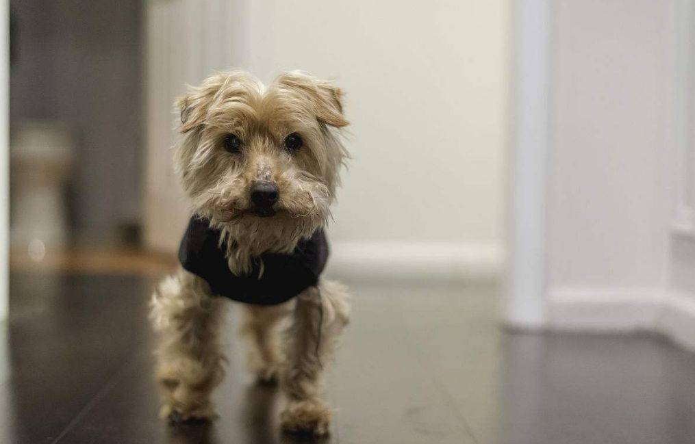 狗狗养多久会产生感情 c5684629219f4c72b3b6769e89675585.jpeg