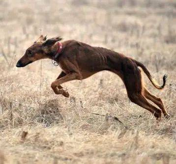 中国古老犬种细犬即将消失的猎犬