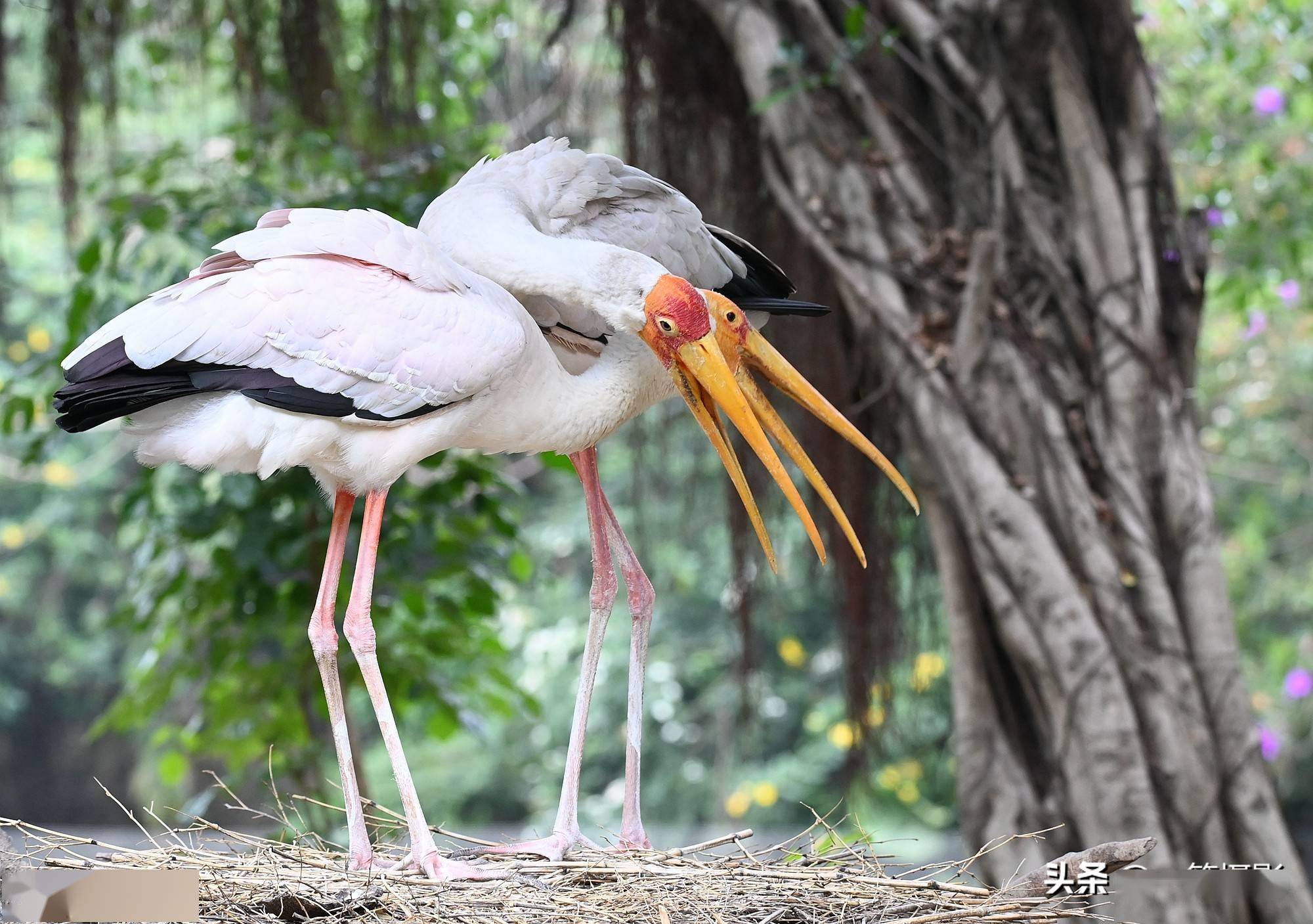 一对黄嘴鹮鹳亲密如一