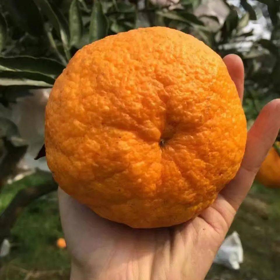 丑橘被称为柑橘皇后那是不是转基因水果呢科普时间到