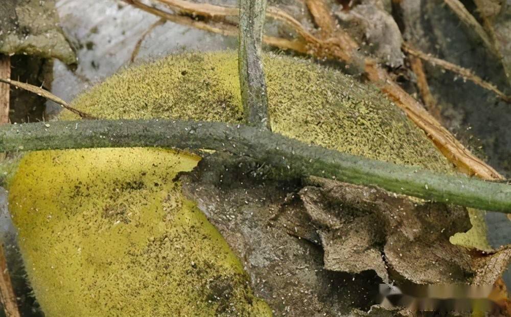 植物得了煤污病怎么办除了杀菌还要杀虫