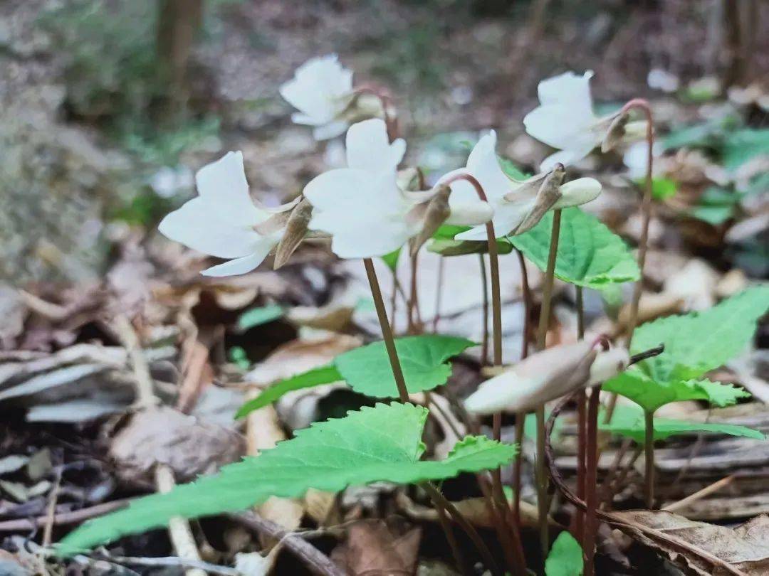 爬山赏花 纵情山水 不负美好时光 香水