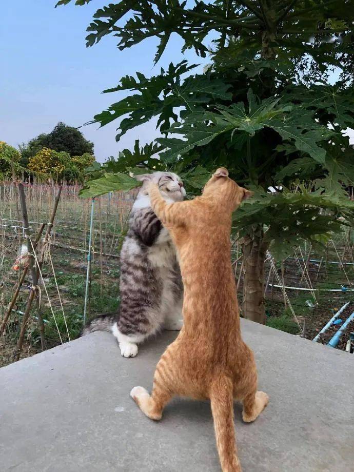两只猫对峙图片