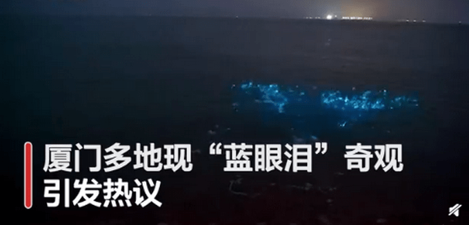 厦门筼筜湖畔出现蓝眼泪奇观，超浪漫！网友：蓝色大海的传说