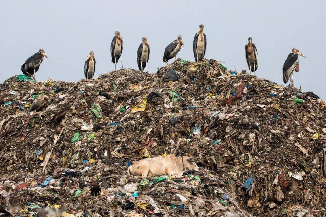 高15米地球最大的一种飞鸟如今仅剩1000垃圾堆中觅食