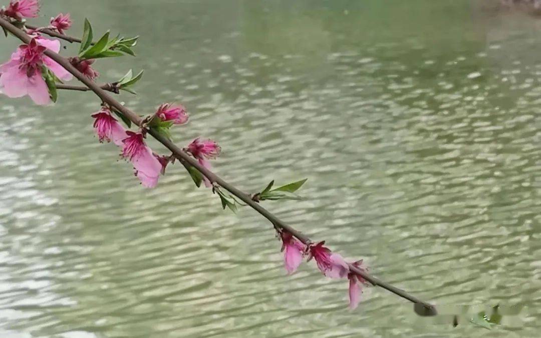 诗词精粹 同题 汝水春景 七律