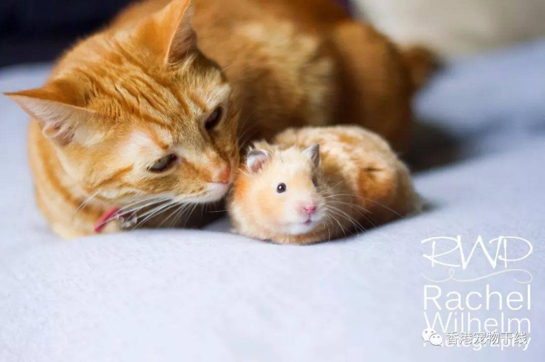 仓鼠可以与猫狗之类的宠物一起饲养吗