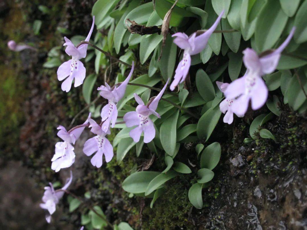 崖壁小仙女大花无柱兰迎来盛花季