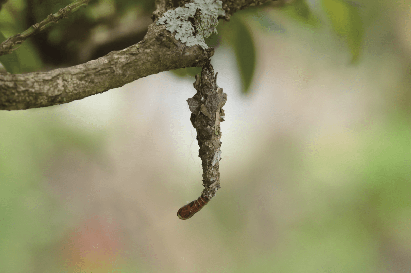 图10·雄性蓑蛾羽化后化成蛹后,再过一段时间,蓑蛾便要羽化.