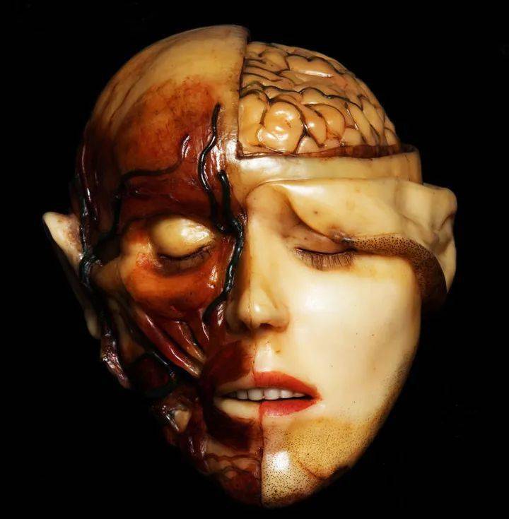 与此同时,解剖维纳斯将惨不忍睹的内脏器官与带有情色意味的艳丽外表