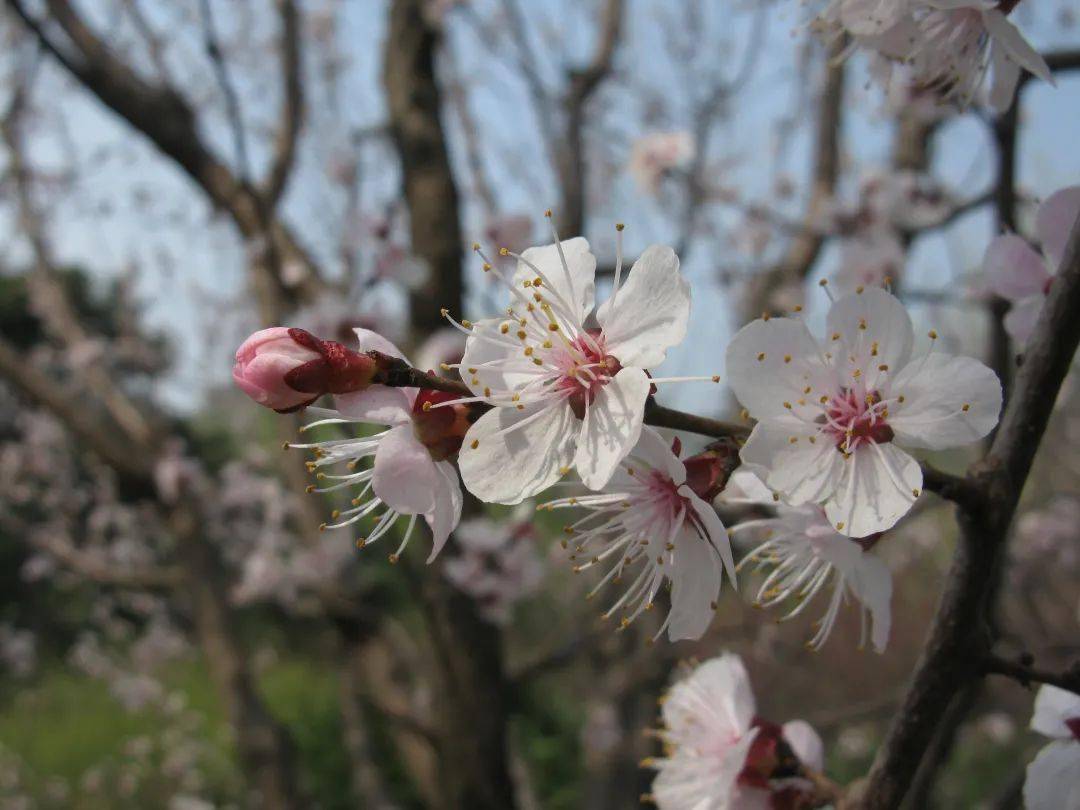 每週花事 | 聊贈一枝春,北京有這些賞梅好去處_梅花