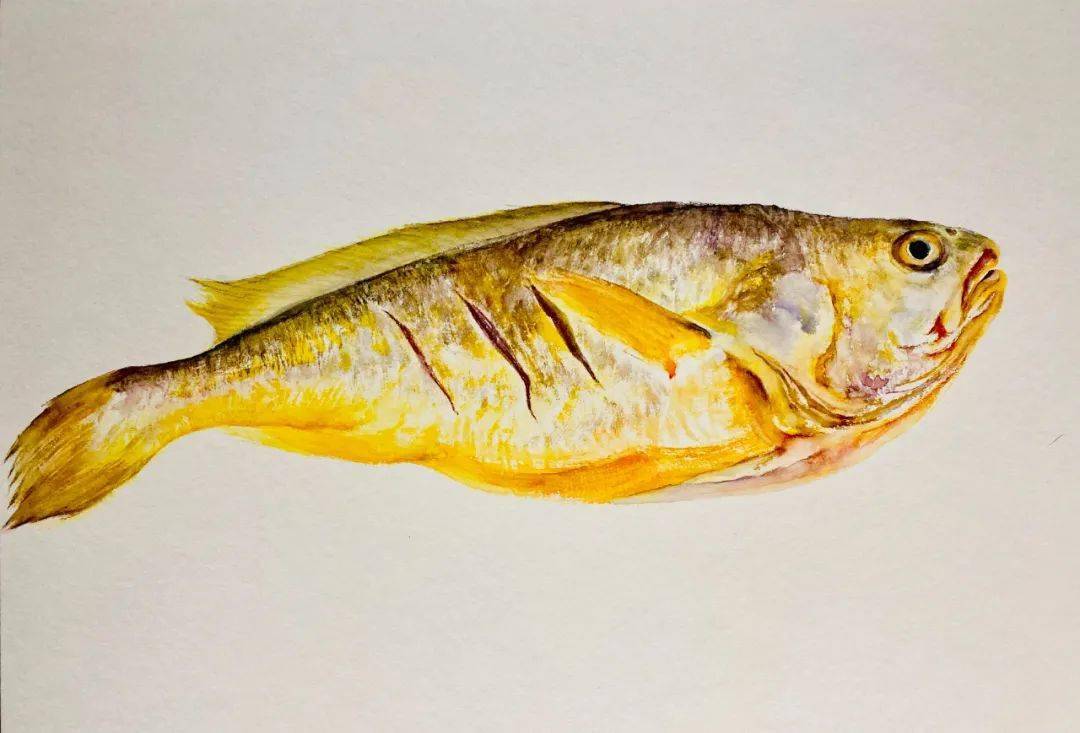 《大黄鱼》 30×40cm纸本水彩 202174许延平《象拔蚌》 30×40cm纸