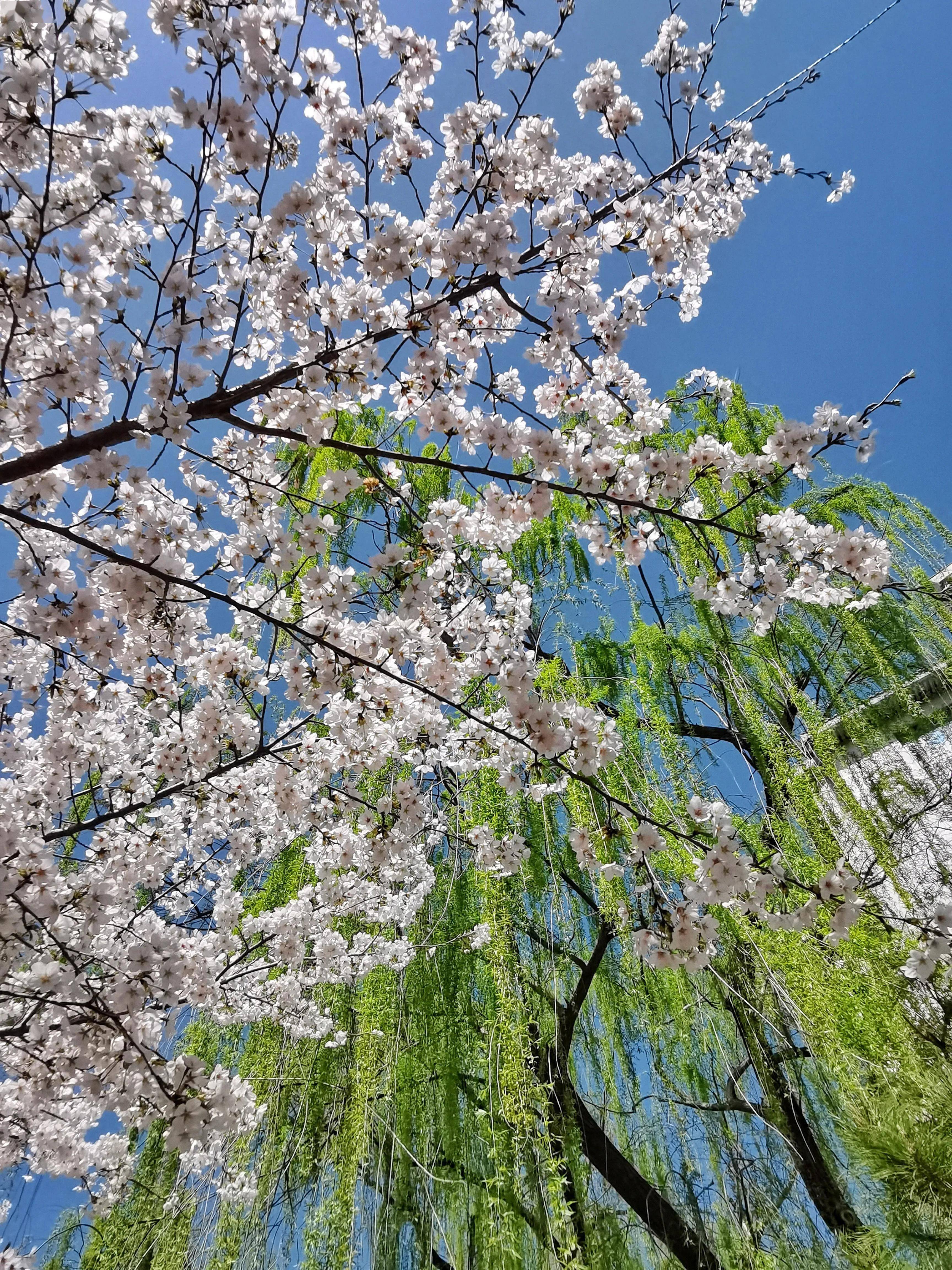 玉渊潭樱花飘香迎客来,北京玉渊潭公园樱花竞相绽放