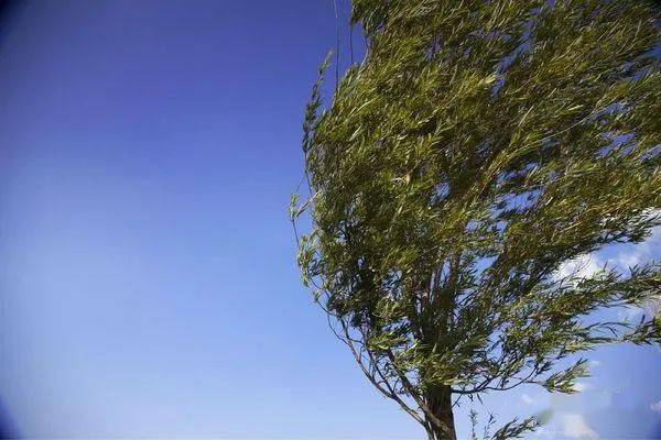 清明期间沛县天气风呼呼的刮雨