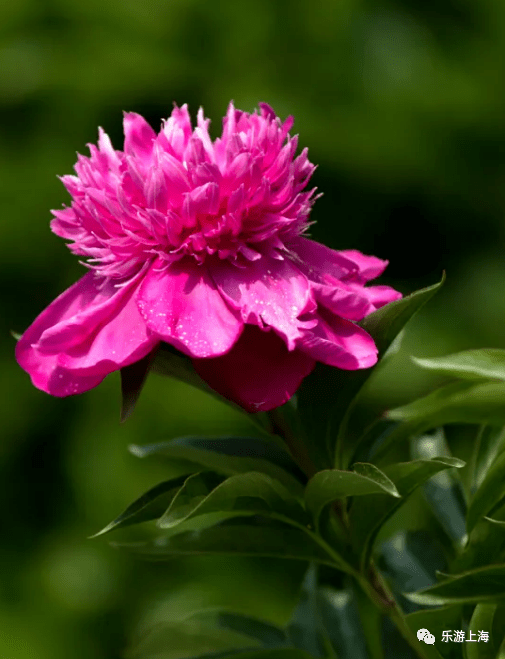 与新优植物 珍奇植物来场春的邂逅 上海 国际 花展来了 活动