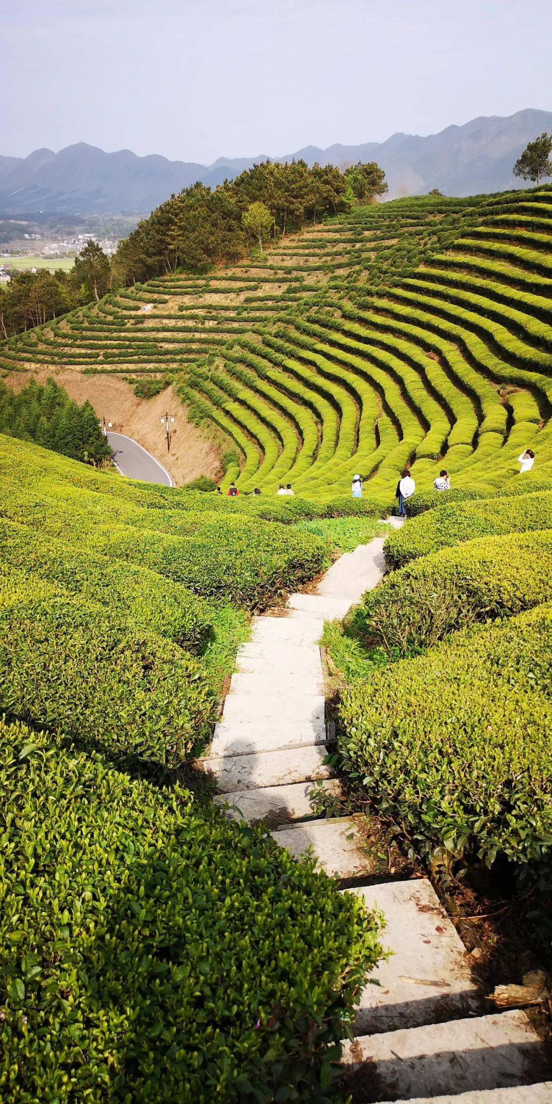 美景欣赏高山云雾茶中仙仿若空中的路西茶园