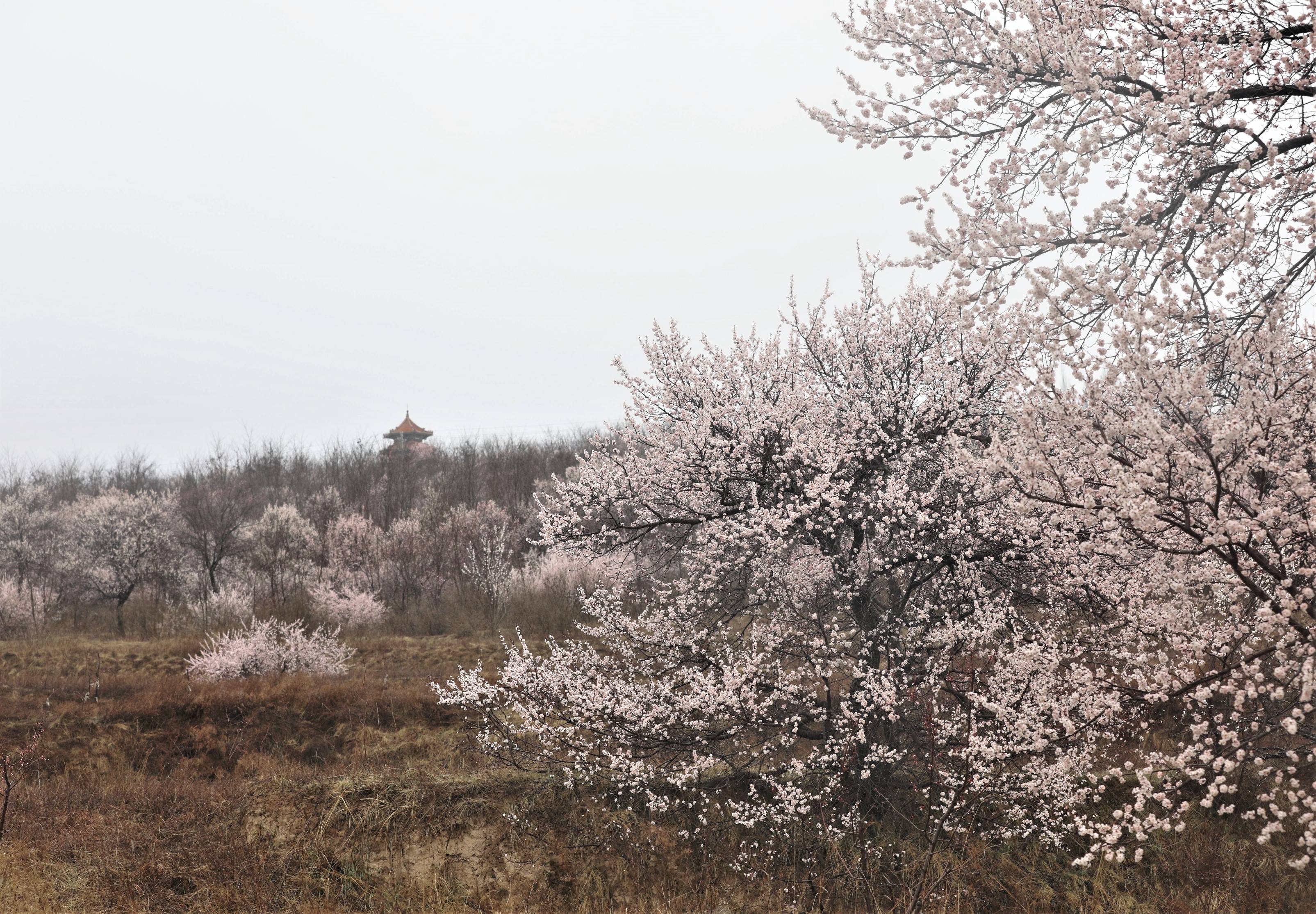 2022年宁夏彭阳山花节图片