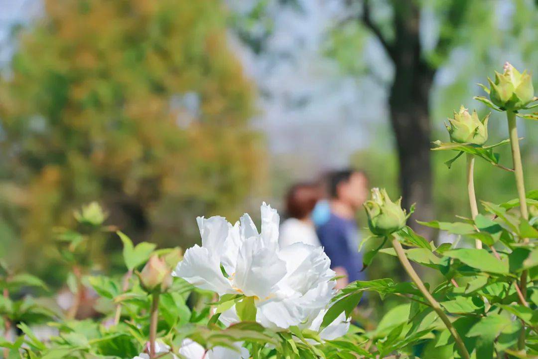驻马店千年古县10余亩牡丹绽放,免费赏花_中山