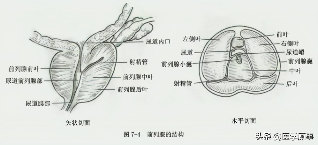 前列腺外周带解剖图图片