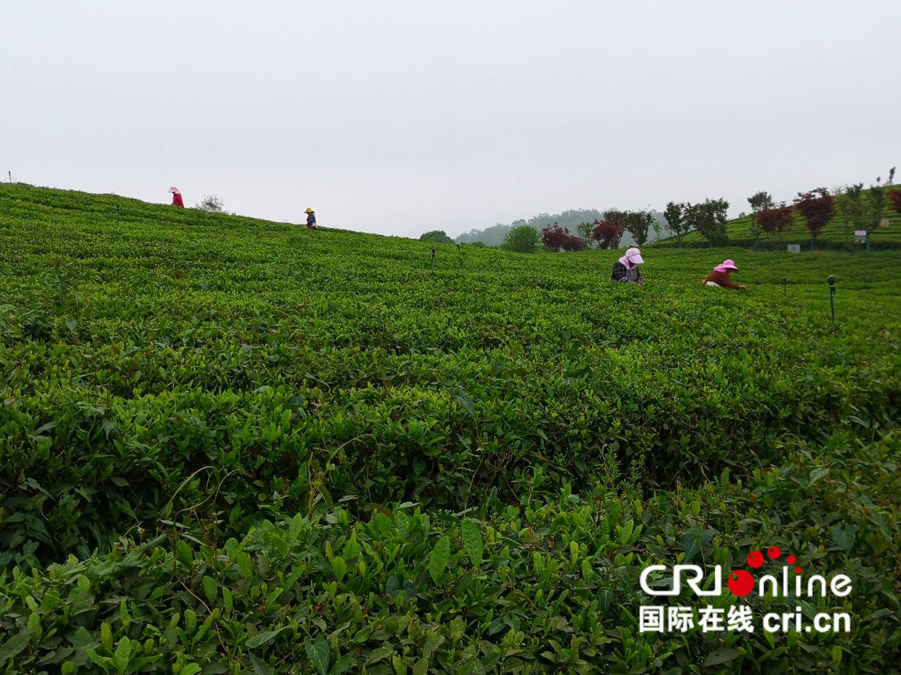【民族要复兴 乡村必振兴】贵州清镇:以茶产业助力乡村振兴