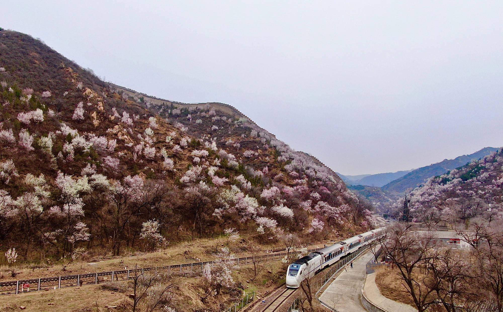 北京开往春天的列车人气高s2线非工作日客流增长近3倍