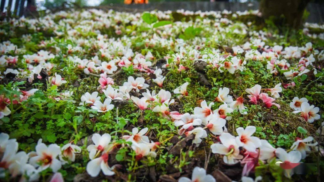 永春仙夹镇首届油桐花文化节盛大开幕油桐树花开了宛如飘雪很美很美