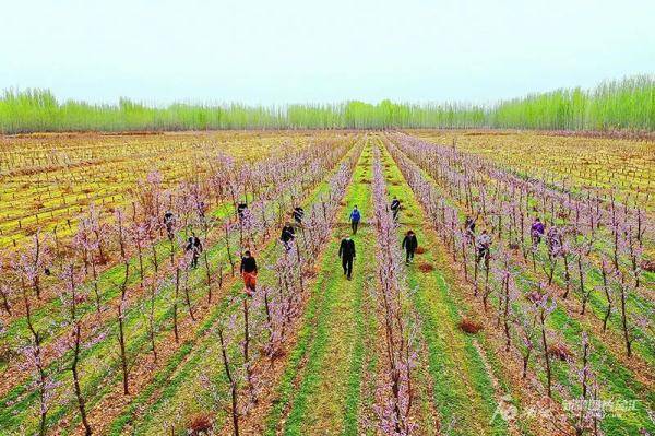 3月29日,洛浦县杭桂镇皮凉艾日克村果农在管护蟠桃树.