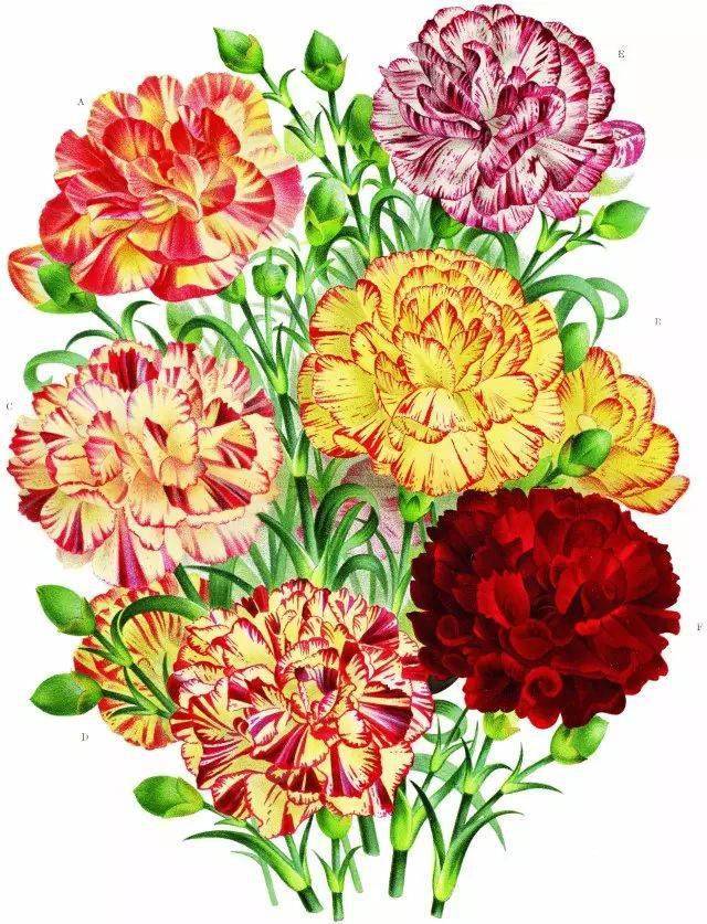 春天花會開 ｜ 關(guān)于花花的20本書