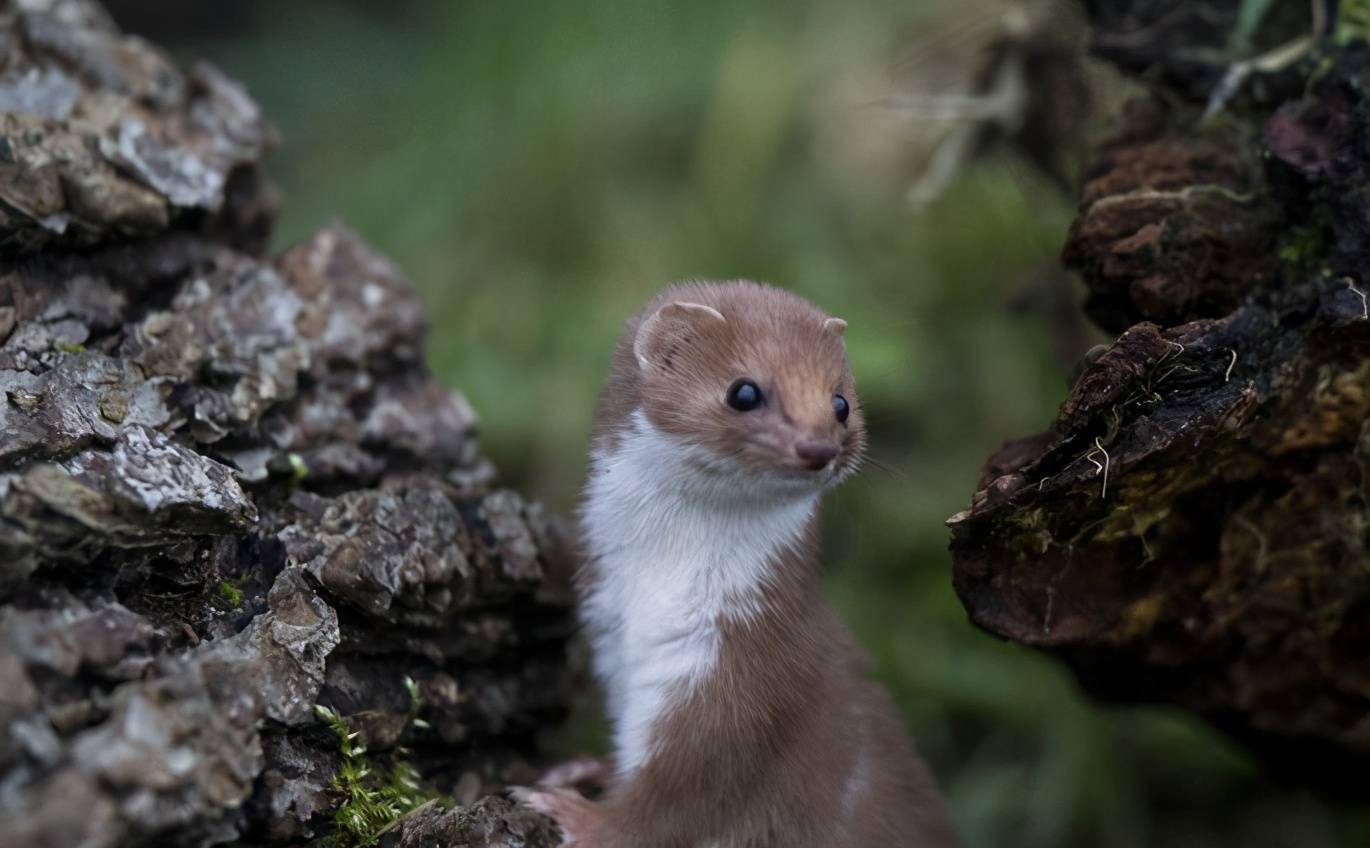 自然探秘所它们被称为雪中精灵也是战斗力爆表的杀手