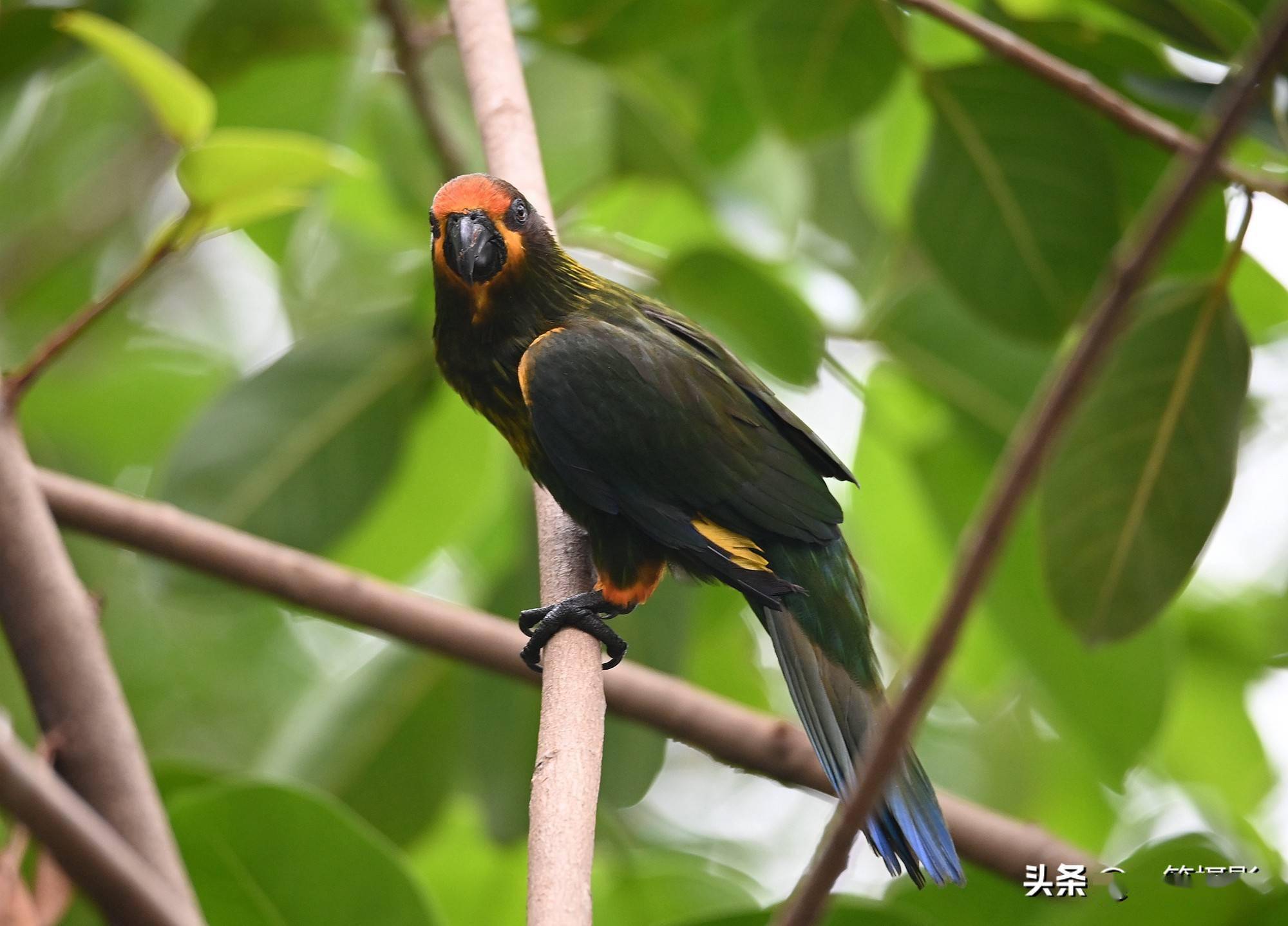 榕树上的褐色吸蜜鹦鹉