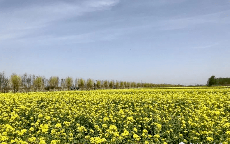 来打卡油菜花海吧 衡水又一地获评国家aaa级旅游景区 乡村