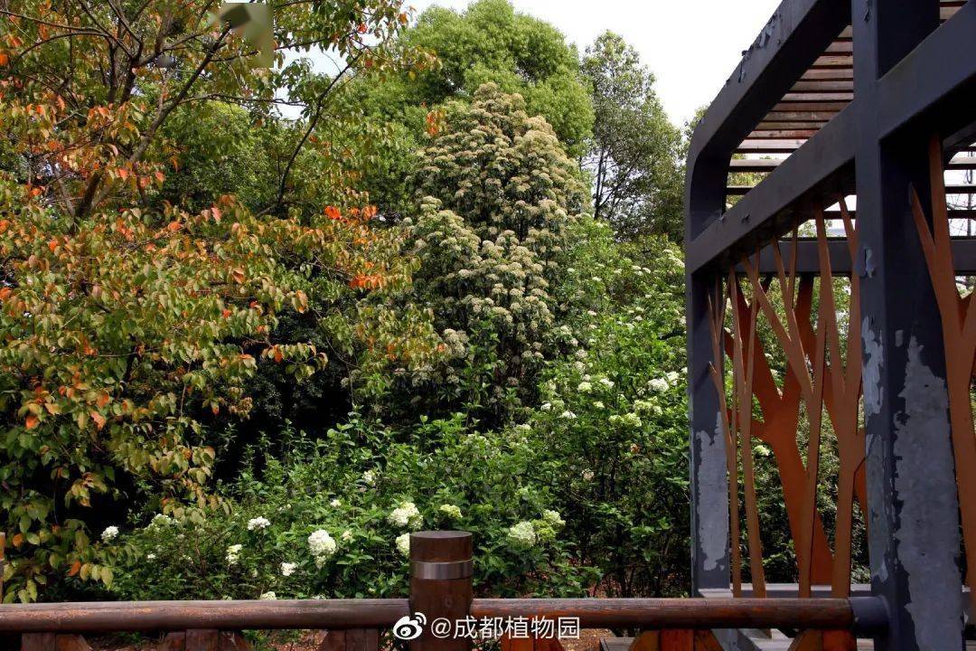 成都木绣球进入盛放期!太美美美啦