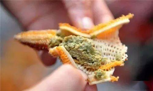 太残暴了海星为吃蛤蜊折磨它8小时