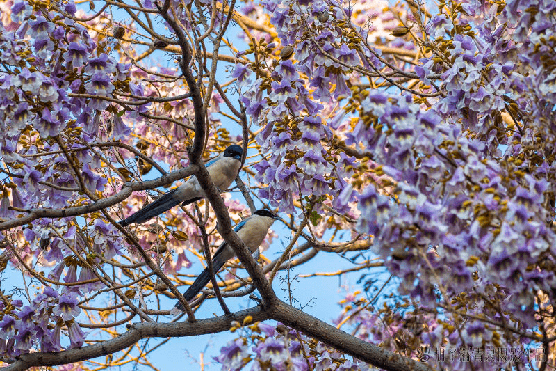 摄影:潘清泉中国自古就有凤栖梧桐的说法"栽上梧桐树,引来金凤凰"更是