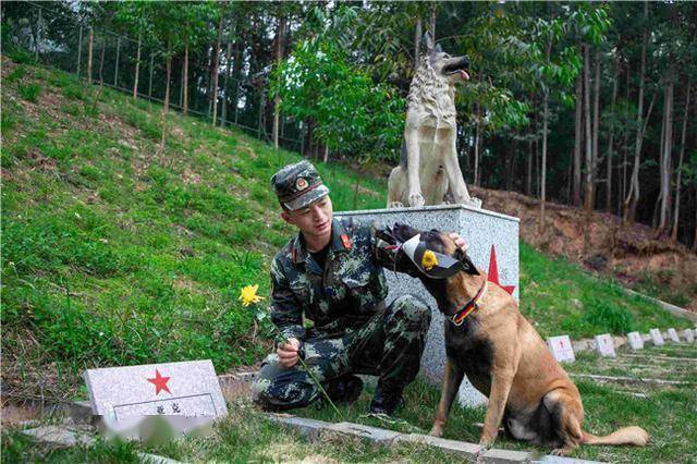 广西南宁清明时节祭扫功勋军犬