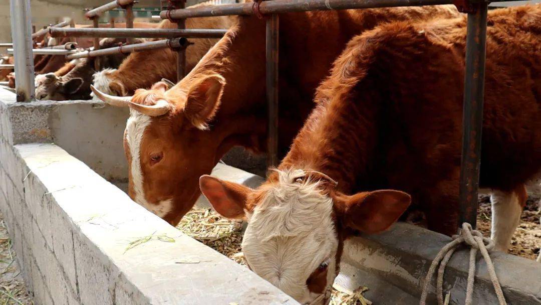 社区主任助理柏明兴介绍,新房社区人口655户3131人,社区养殖牛836头