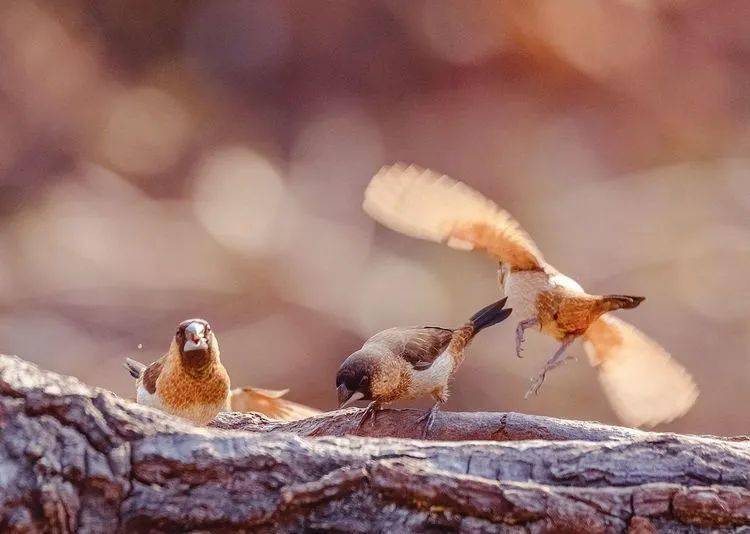 自由不受约束的鸟 59b5d3ce3a9542eebd979edea4b02a36.jpeg