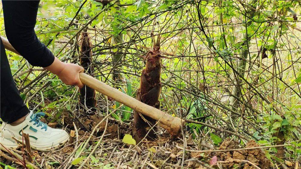 走,一起去山里挖笋子去吧~_竹笋